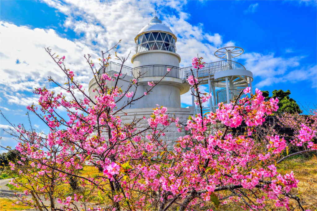 樫野崎灯台の桜