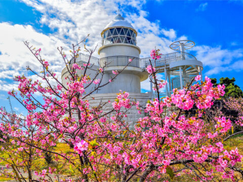 樫野崎灯台の桜